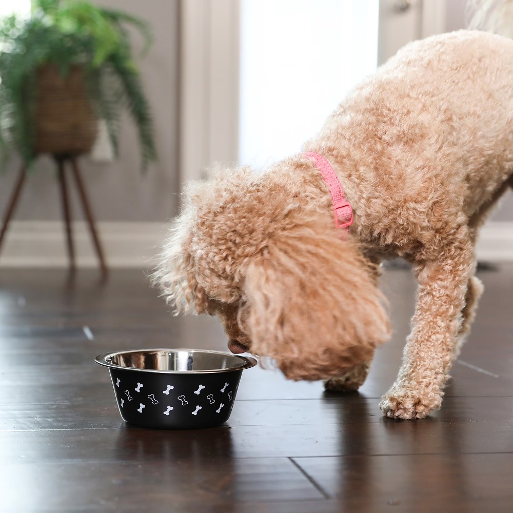 Stainless Steel Dog Bowl with  – Pet Supplies For Dogs recenzja i cena